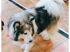 -more than meow吴止猫主题餐厅(承德 中船汇店)