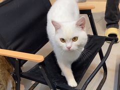 -Heymao猫咖.咖啡厅(东门店)
