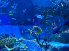 -海合安成都极地海洋公园