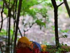 -黔灵山公园