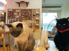 -滚猫咖啡·猫咖·猫友好撸猫(未来城店)
