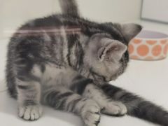 -1013 PET SHOP精品宠物商店(丁香店)