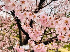 -京都御所