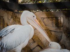 -广东茂名森林公园