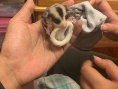 -雨林宠物医院 非犬猫异宠专科