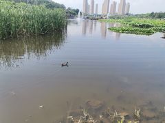 -前关湿地公园