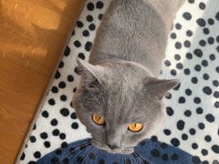 -宠爱国际动物医院· 猫科· 外科·中兽医(长白店)