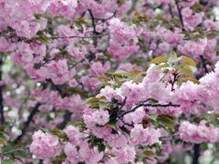 -海棠花溪(元大都城垣遗址公园)