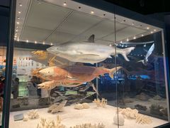 -贝林大翅鲸简餐厅(国家海洋博物馆店)