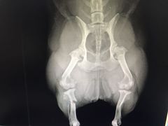 -睿金宠物医院·CT·肿瘤·骨外科
