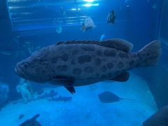 -太平洋海底世界