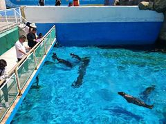 -秦皇岛乐岛海洋王国