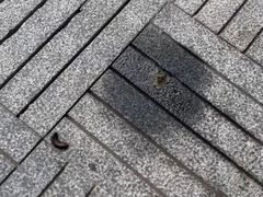 -三亚亚龙湾雅高铂尔曼别墅度假酒店