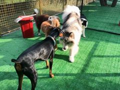 -北京京卫宠物寄养训练中心