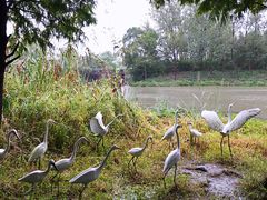 -溱湖国家湿地公园