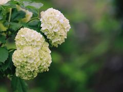 -鹅湖玫瑰文化园