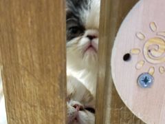 -龟与熊猫宠物公园(南坪店)