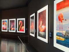 -罗红摄影艺术馆