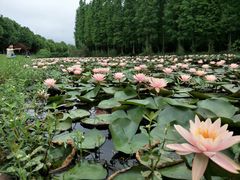 -艾溪湖湿地公园