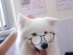 -汪说·狗咖·拼豆·宠物周边DIY(旺城大厦店)