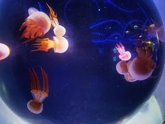 -海合安成都极地海洋公园
