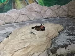 -海合安武汉极地海洋公园