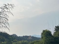 -铁山坪森林公园