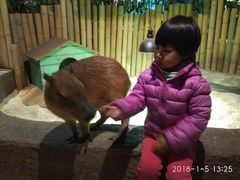 -萌宠奇缘