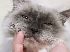 -藏猫猫咖啡主题馆(中央大道店)