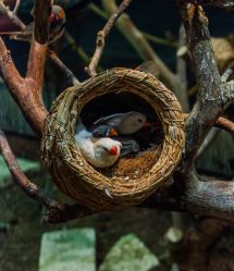 -Zoolung Zoolung动物主题公园(海信广场店)