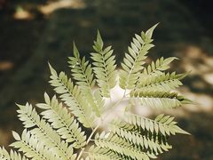 -望江楼公园