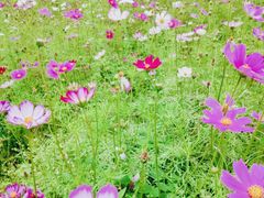 -紫颐香薰山谷景区