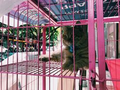 -牛王庙吳記怪味面(双楠店)