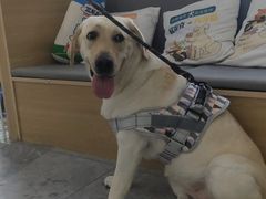 -pd派德宠物中心医院24H急重症·眼科中心·血液透析中心(嵩山北路店)