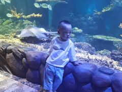 -华夏文旅海洋公园