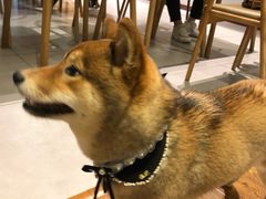 -柴务处·柴犬主题狗咖