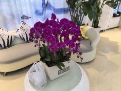 -黎蓓露·徒手骨雕蛋白抗衰·调肤管理