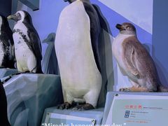 -海合安天津极地海洋公园