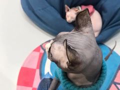 -糯米喵星人·撸猫猫舍咖啡馆(西市场嘉华店)