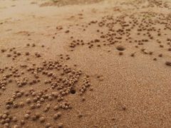 -日照海滨国家森林公园