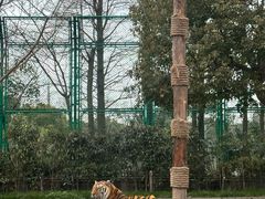 -上海野生动物园老虎餐厅