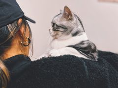 -有喵·猫咖·狗咖·30几只猫10只小狗(岗厦店)