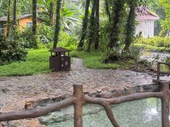 -莫里热带雨林景区