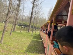 -黄海国家森林公园