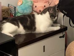-艾贝尔宠物医院·24H转诊中心·肿瘤猫专科(江宁双龙店)