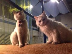 海妖酒吧-Sirena海妖日咖夜酒