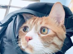 -纳吉亚猫专科动物诊疗中心(蒋宅口分院)