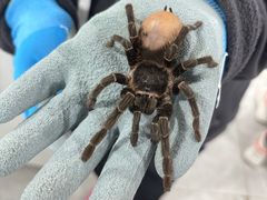 -上海昆虫博物馆