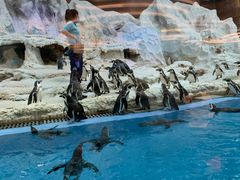 -帝企鹅自助餐厅•儿童岛•真企鹅(长隆企鹅酒店)