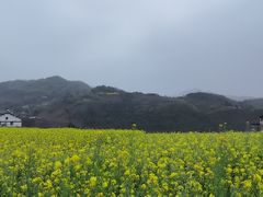 -后柳水乡